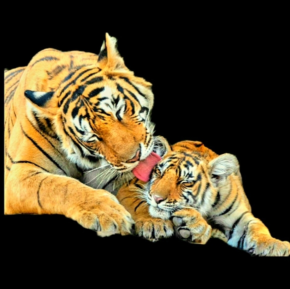 kimmytiger